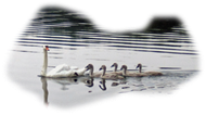 Title: Nissequogue River Swans - Description: Swans,  Nissequogue River
Canoeing
Kayaking